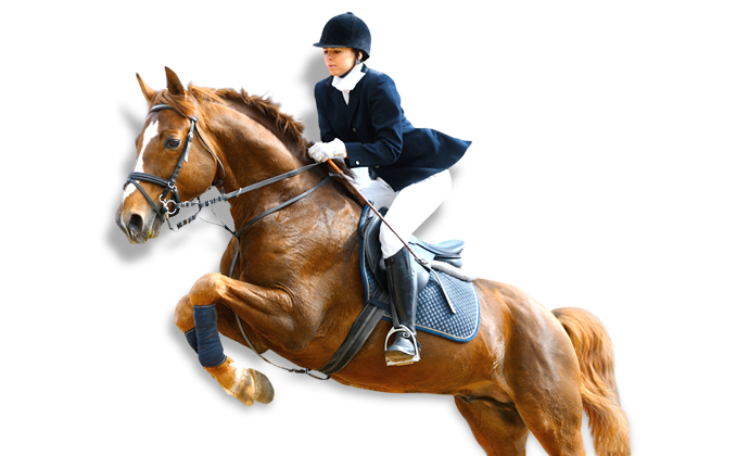 Showjumping Horse Showjumping Horse